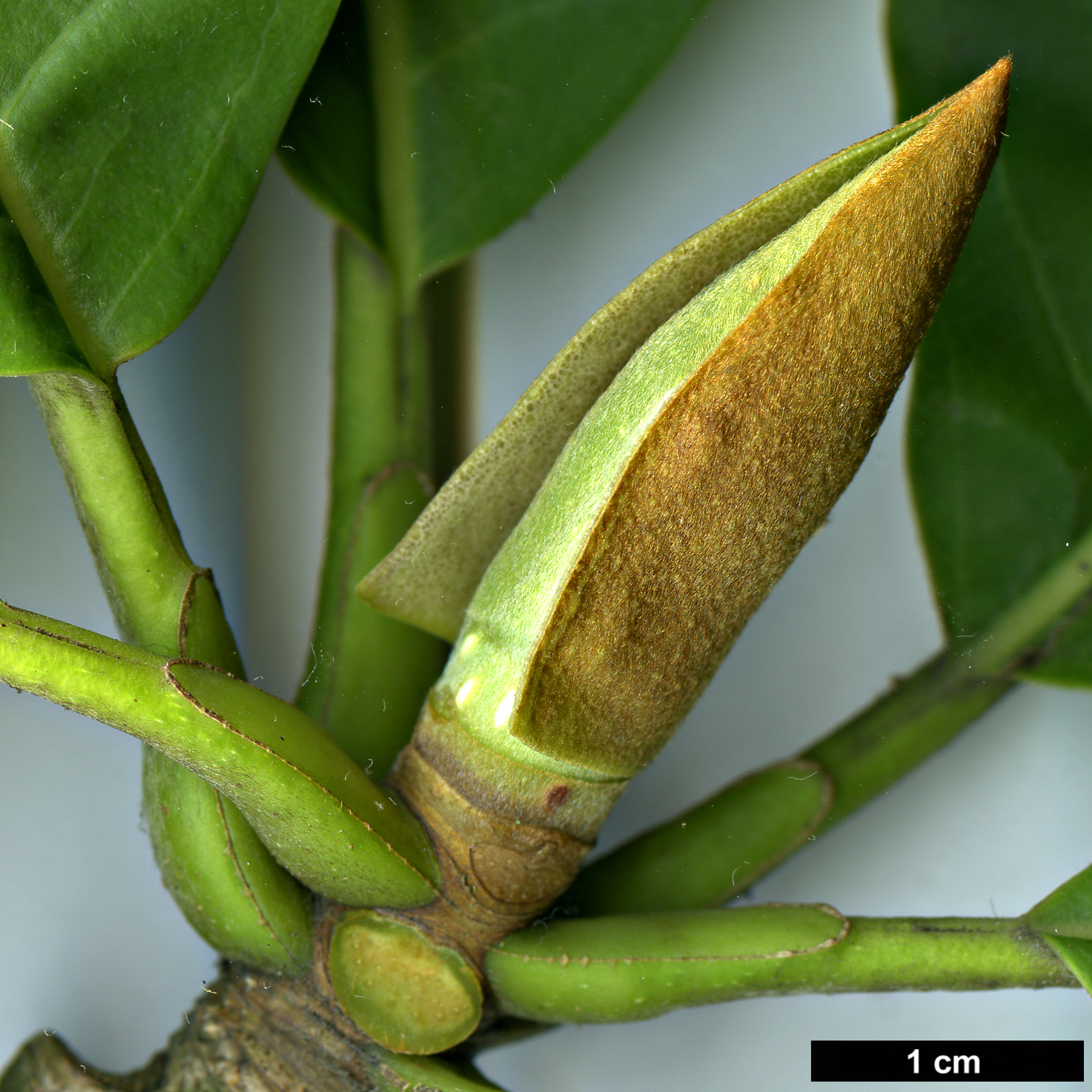 High resolution image: Family: Magnoliaceae - Genus: Magnolia - Taxon: officinalis - SpeciesSub: var. biloba